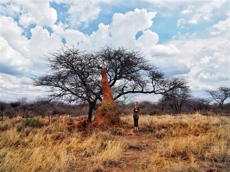 What to do in Otjiwarongo, Namibia | globevisuals.com