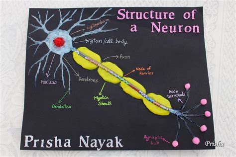 Cards and Crafts : How to make a Neuron Model