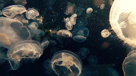 Abstract Background Underwater Shot Jellyfish Stock Footage Video (100% Royalty-free) 1063354609 ...