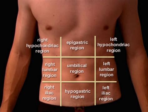 Abdominopelvic Quadrants And Regions – Earth's Lab