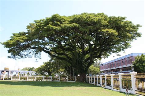 Pohon Angsana di Perkarangan Istana Maziah | Flickr - Photo Sharing!