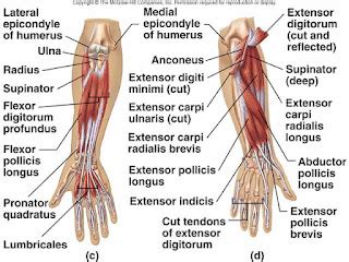 Tom's Physiotherapy Blog: Finger and Hand Anatomy, and Grip