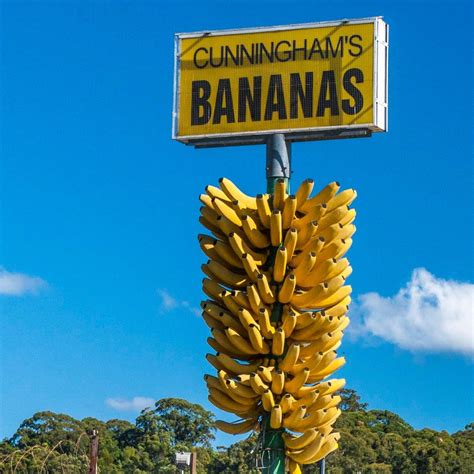 Cunningham’s Big Bunch (Coffs Harbour): All You Need to Know