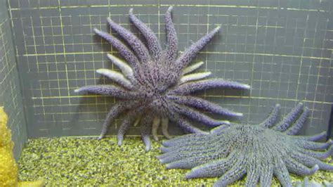 How Do Starfish Reproduce - Asteroidea Reproduction