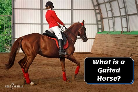 What is a Gaited Horse? (Gaited Horse Breeds & Benefits)