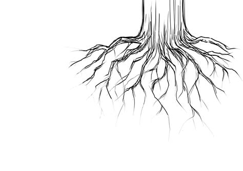 How To Draw Tree Roots Step By Step at Drawing Tutorials