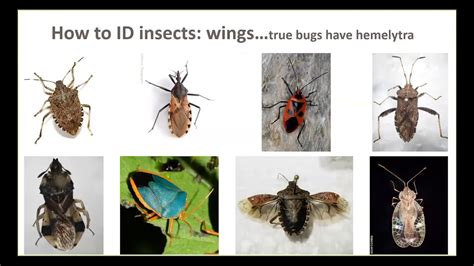 Insect Pest Identification - YouTube