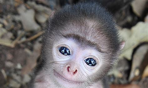 Is this the world's cutest baby monkey? Tiny grey langur shows his beautiful blue eyes during ...