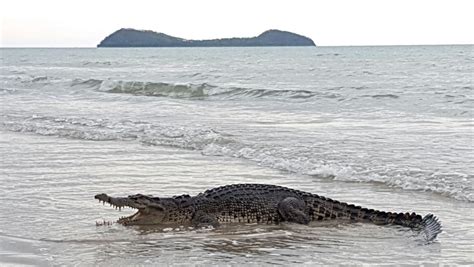 Crocodile snapped in water off Strand | Townsville Bulletin