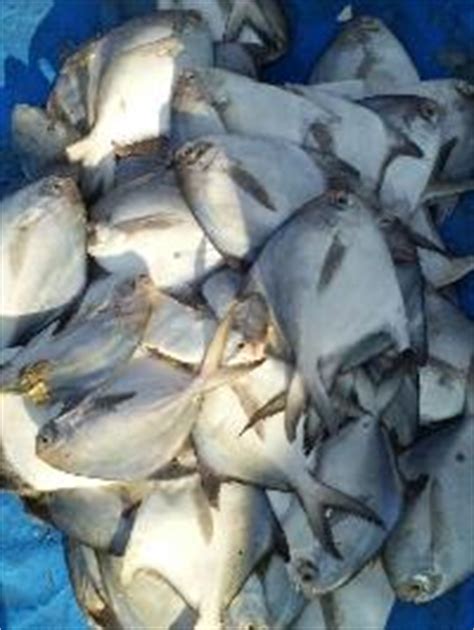 Jhinga Fish - Manufacturers, Suppliers & Exporters in India