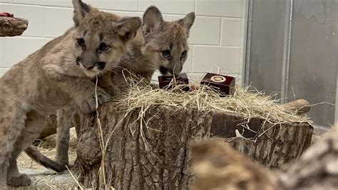 Houston Zoo Cougar Cubs Carry on Ring Guarding Tradition - The Houston Zoo