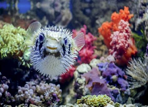 10 Facts About Puffer Fish | PetMD