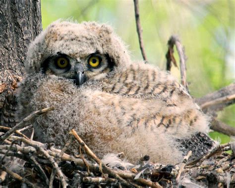 Baby Great Horned Owl Photograph by Ron Mikelson - Pixels