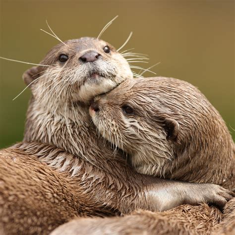 Cuddling Otters HD Wallpaper – Wallsev.com – Download Free HD Wallpapers