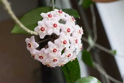 Wax Plant - Hoya Carnosa Pictures, Indoor Care Tips