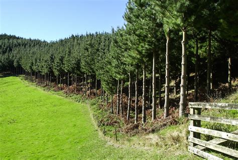 Jonathan Barran Photograher Rotorua - Farm Forestry