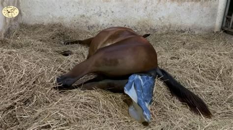 An Arabian horse gives birth to a healthy filly – The Kid Should See This