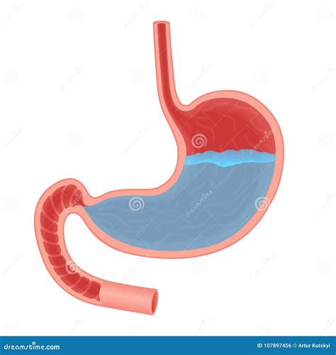 Vector Medical Illustration about Acid in Stomach Isolated. Stomach Acid Reflux, Gastric Acid ...