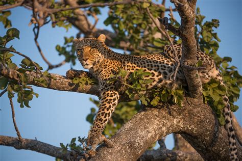 Leopard Resting in Tree | Sean Crane Photography