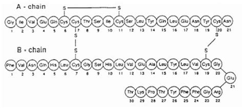 Primary structure of insulin showing A and B polypeptide chains, with... | Download Scientific ...