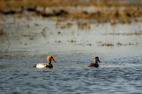 Pochard Images – Browse 9,238 Stock Photos, Vectors, and Video | Adobe ...