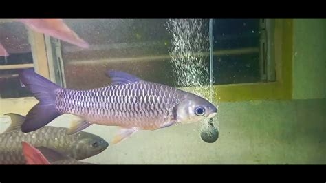 ikan jelawat sultan sungai pahang/jelawat putih - YouTube