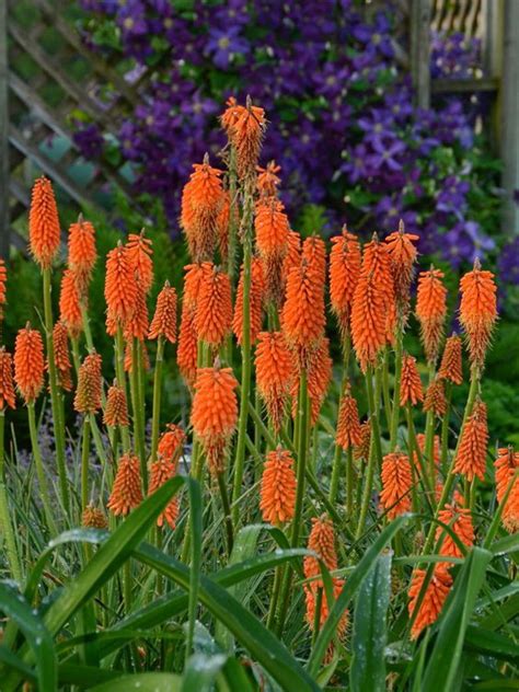 Pump up the color in your garden’s sunny spots with perennials that love rays. ‘First Sunrise ...