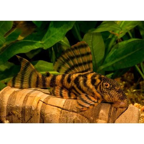 Cá PLECO L397 size 2-3cm - Vật liệu lọc hồ cá- Phụ kiện hồ thủy sinh-phụ kiện hồ cá