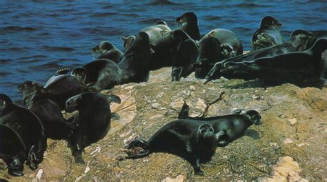 Baikal Seal Information and Picture | Sea Animals