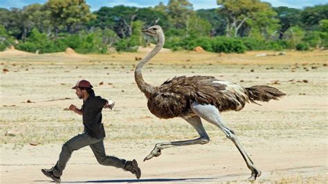 Giant Ostrich Can Attack - Amazing Prominent Eyes Giant Ostrich Video https://youtu.be/70v713i ...