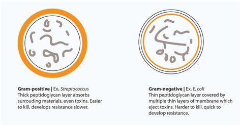 Gram Positive vs Gram Negative Bacteria and the Fight Against HAIs