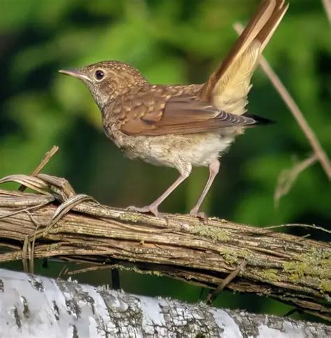 Nightingale Symbolism And Spiritual Meaning: Love And Death