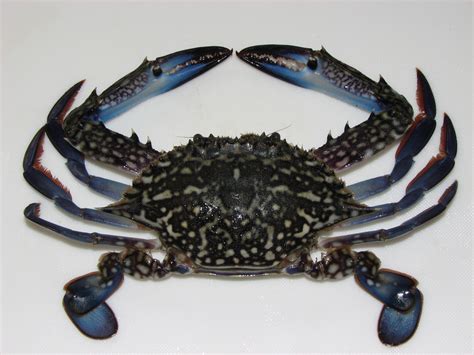 Blue Swimming Crab – ALASMAK ALALAMEEA TRADING