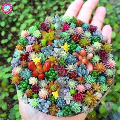 Cactus Seeds, Succulent Seeds, Succulent Gardening, Cacti And ...