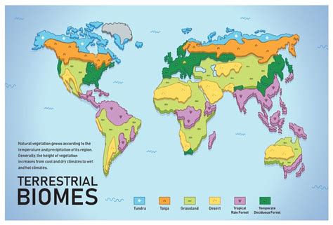 Amanda Zhu Design - Terrestrial Biomes: Infographic | Biomes ...