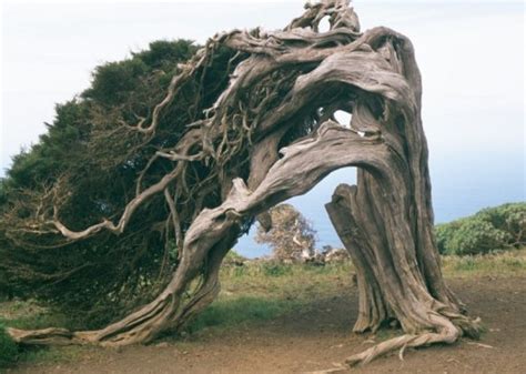 Top 10 Amazing and Unusual Trees