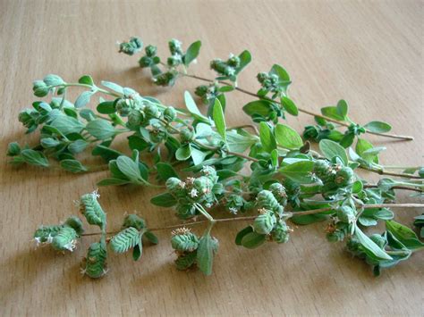 Herb-Oregano - Harvest2U