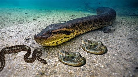 Amazing Anaconda Gives Birth To 3 Baby Anaconda Underwater (mit Bildern) | Unterwasser