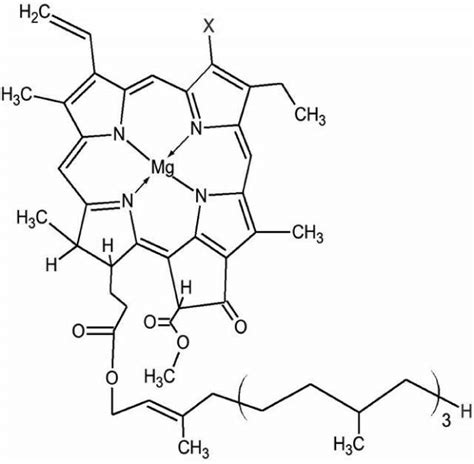 Chemical Structure of Chlorophyll (Chlorophyll a, X = CH3; Chlorophyll ...