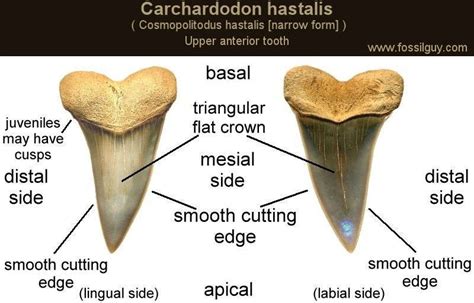 Fossilguy.com: Prehistoric White Sharks - Types, Facts, Origins, and Fossil Identification