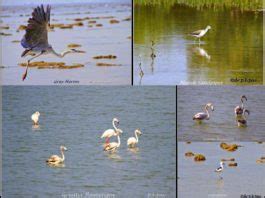 Stunning Marine National Park At Narara, Jamnagar - Inditales