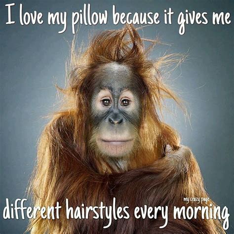 Every morning | Funny animal faces, Monkeys funny, Funny good morning memes