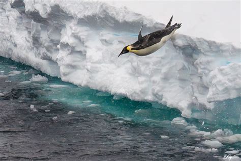 Emperor Penguin Diving (2023) | Antarctica