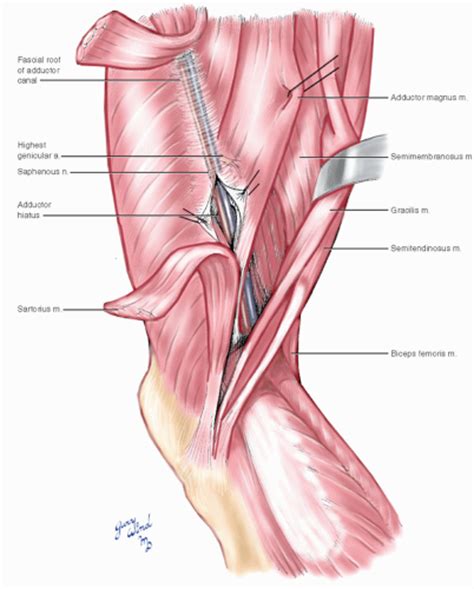 Popliteal Artery | Basicmedical Key