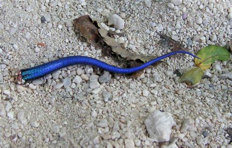 File:Lizard tail autotomy.JPG - Wikipedia, the free encyclopedia