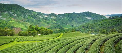 Exclusive Travel Tips for Darjeeling in East India