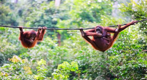 Our guide to wildlife in Borneo | Jacada Travel