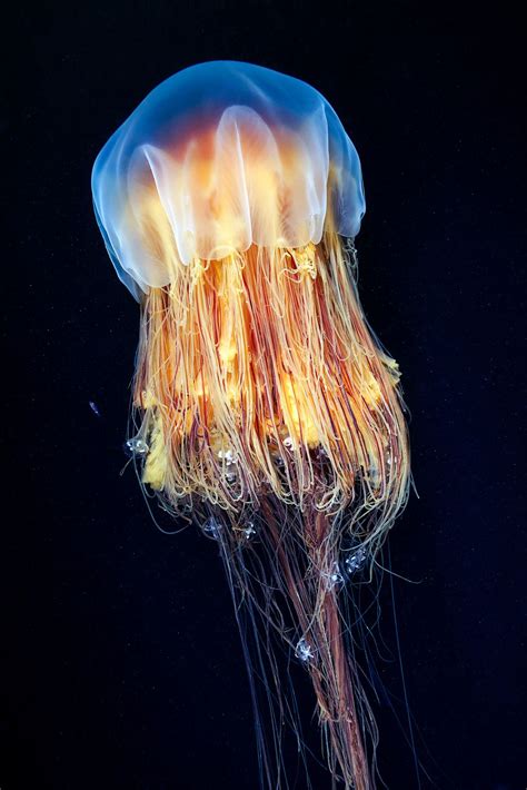 Cyanea capillata Okhotsk | Underwater creatures, Underwater, Sea creatures