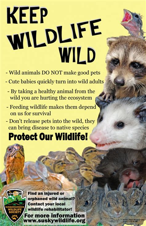 Wildlife Awareness Posters - Susquehannock Wildlife Society