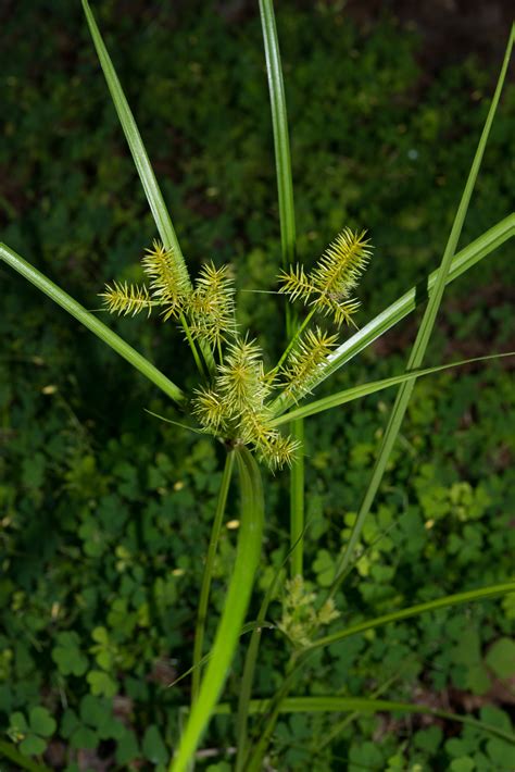 Cyperus esculentus (Nut grass)